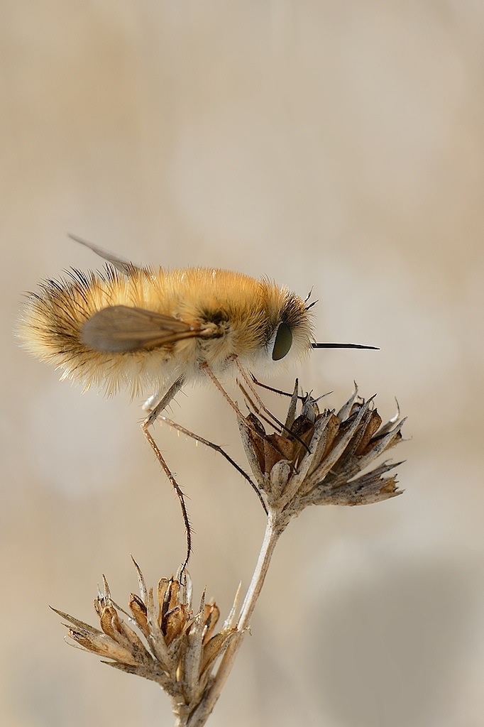 Ancora Bombylius (questo ho)